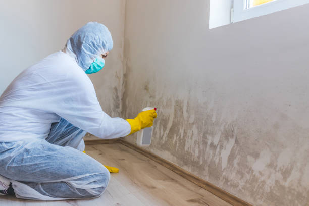 Licensed Mold Removal service in Bedminster, NJ - 24 Hour Mold Removal