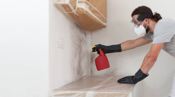 Professional Mold Removal technician working in Bedminster, NJ